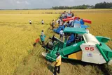 Cơ giới hóa đồng bộ trong sản xuất và phát triển bền vững canh tác lúa