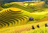 Khoa học công nghệ nâng tầm nông sản Điện Biên: Từ sản xuất truyền thống đến giá trị bền vững