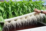 Nông nghiệp Hà Nội chuyển mình mạnh mẽ từ kinh tế hợp tác ứng dụng công nghệ cao