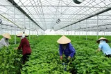 Nông nghiệp tuần hoàn: Hướng đi tạo giá trị bền vững cho kinh tế nông thôn