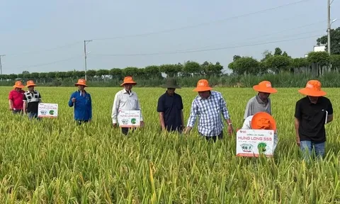 Đổi mới sáng tạo kích hoạt nông nghiệp bứt phá tại Cần Thơ