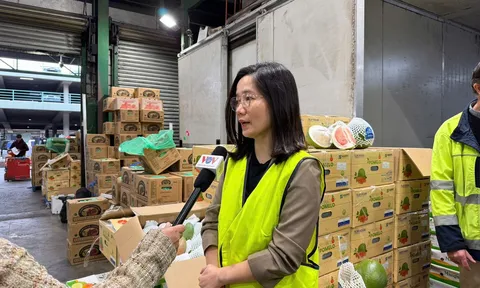 Từ xuất khẩu đến “kệ bán”: Bưởi Việt Nam tại Úc ngày 23/4