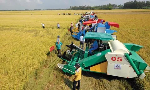 Cơ giới hóa đồng bộ trong sản xuất và phát triển bền vững canh tác lúa