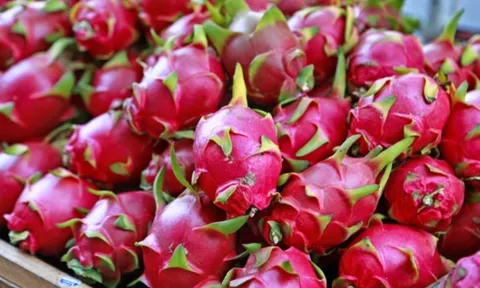 MÙA THANH LONG RỰC SÁNG: NÔNG DÂN KỲ VỌNG VÀO VỤ QUẢ ĐẦY TRIỂN VỌNG