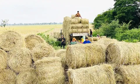 Từ rơm rạ đến nguồn tài nguyên cho nông nghiệp xanh