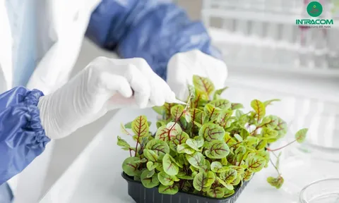 Hướng đi mới an toàn cho cây trồng từ dược liệu sinh học tự nhiên