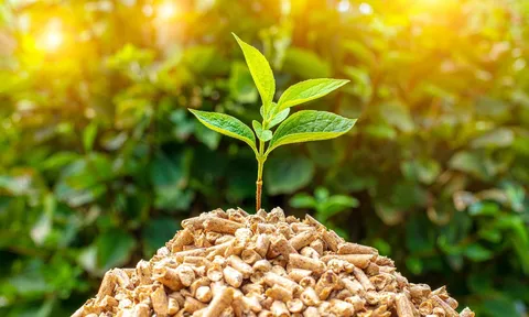 Ngành viên nén gỗ trước yêu cầu chuẩn hóa và phát triển bền vững