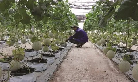 Nông thôn mới Tây Ninh: Tạo sinh kế bền vững, nâng cao chất lượng đời sống người dân