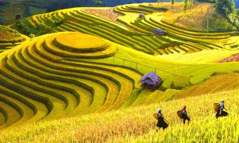 Khoa học công nghệ nâng tầm nông sản Điện Biên: Từ sản xuất truyền thống đến giá trị bền vững