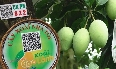 Hợp tác xã ĐBSCL chuyển mình nhờ công nghệ số: Mở lối cho nông nghiệp hiện đại và xuất khẩu bền vững