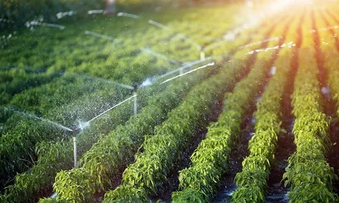 Nông nghiệp xanh: Cuộc tái sinh thầm lặng của nền nông nghiệp Việt Nam