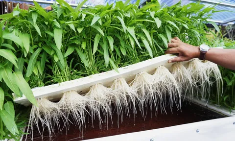 Nông nghiệp Hà Nội chuyển mình mạnh mẽ từ kinh tế hợp tác ứng dụng công nghệ cao