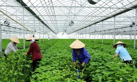 Nông nghiệp tuần hoàn: Hướng đi tạo giá trị bền vững cho kinh tế nông thôn