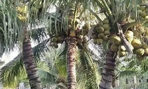 Sự trỗi dậy mạnh mẽ của ngành dừa Việt Nam