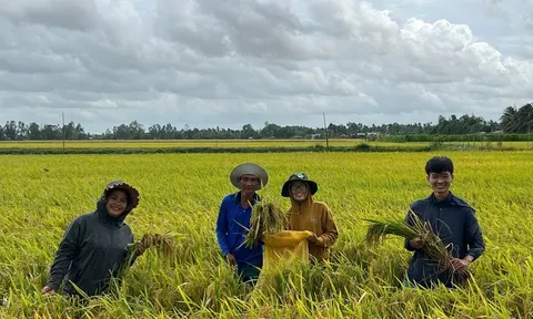 Những bước tiến vượt bậc trong canh tác lúa chất lượng cao, phát thải thấp