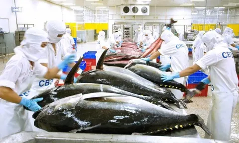 Gỡ khó xuất khẩu cá ngừ