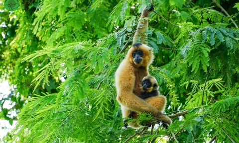 Vườn quốc gia Cát Tiên nhận 4 giải thưởng quốc tế về du lịch sinh thái