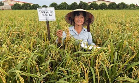 Người 'gieo vàng" trên những cánh đồng quê hương