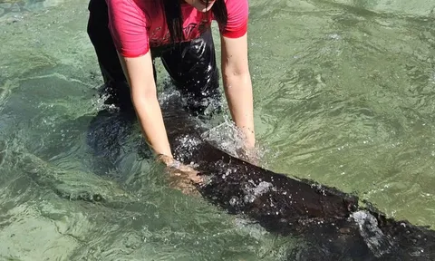 Cá tầm 'khổng lồ' sẽ được bán tại Tuần lễ Nông sản Việt 2025