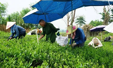 Sức vươn mình nơi vùng quê Phú Thịnh