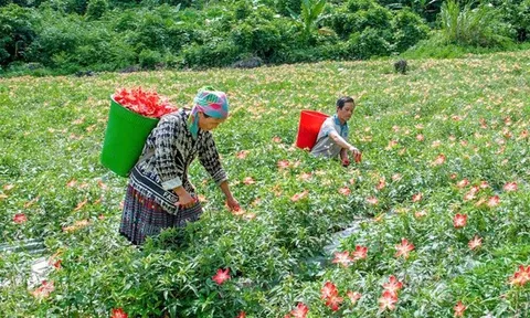 Phát triển cây dược liệu: Hướng đi bền vững cho kinh tế rừng Thái Nguyên