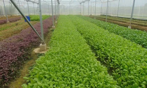 Mô hình trồng rau hữu cơ: Hướng đi mới giúp nông dân tại xã Trung Giã, Hà Nội ổn định sinh kế