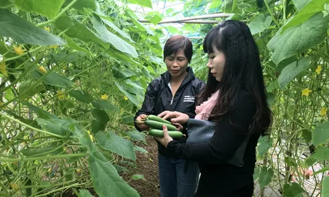 HTX hữu cơ – mô hình đưa nông sản Hà Nội bước vào “cuộc chơi” chất lượng cao