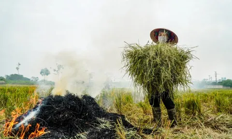 Bụi nông nghiệp và bệnh đường hô hấp ở cộng đồng nông thôn