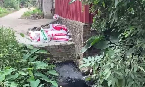 Quản lý chất thải chăn nuôi: Tác động đến sức khỏe và môi trường