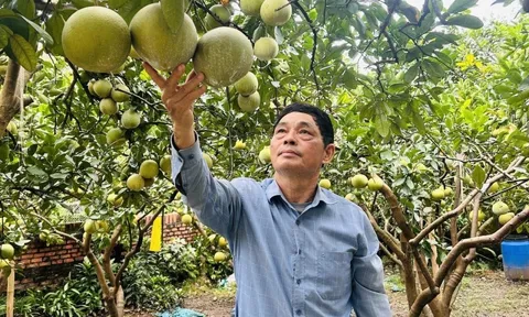 Hợp tác xã sản xuất bưởi an toàn Quế Dương: Mô hình điểm về liên kết sản xuất theo chuỗi giá trị
