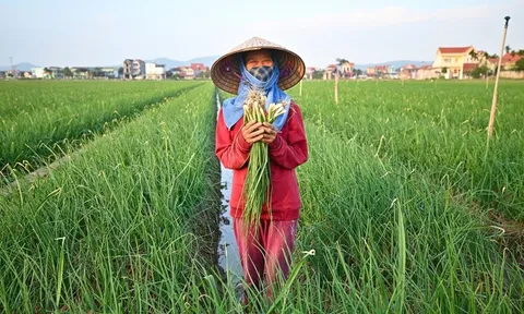 Thị trường rau củ nội địa: Cơ hội, thách thức và hướng phát triển