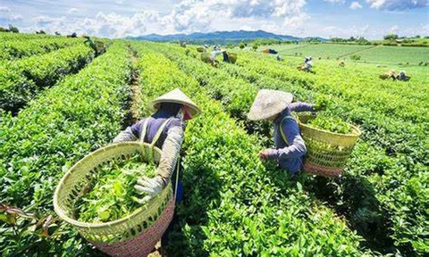 'Giải cứu' thành công gần 500 container chè Việt Nam bị ùn ứ tại cảng Karachi, Pakistan