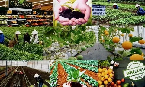 Nông sản sạch: Tuyến phòng thủ đầu tiên bảo vệ sức khỏe người dân