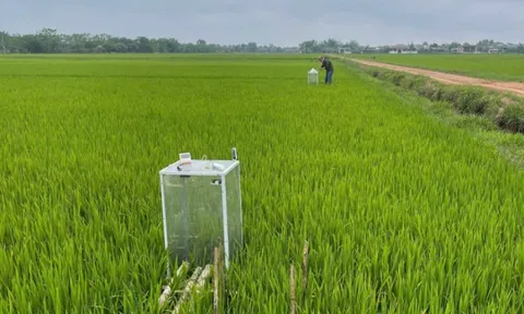 Quảng Trị đẩy mạnh tái cơ cấu nông nghiệp, mở rộng cây trồng giảm phát thải