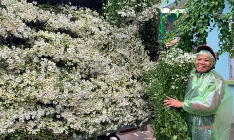 Nhà vườn chuẩn bị nguồn hoa phục vụ Tết Nguyên đán 2026