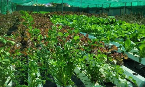 Vụ đông xuân 2025–2026: Vừa lấy nước, vừa chống rét để bảo đảm sản lượng gần 13 triệu tấn lúa