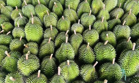 Bảo quản nông sản theo hướng tự nhiên – Giải pháp an toàn cho sức khỏe và môi trường