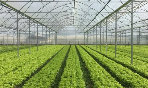 Thiết kế bộ điều khiển tự động và khảo nghiệm ảnh hưởng của tần số dao động đến lực ghim cảm biến độ ẩm vào giá thể,  áp dụng trên mô hình rô bốt trong nhà màng