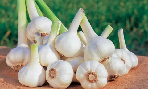 Kết quả nghiên cứu máy thu hoạch tỏi áp dụng cho vùng  Sản xuất tập trung ở Việt Nam