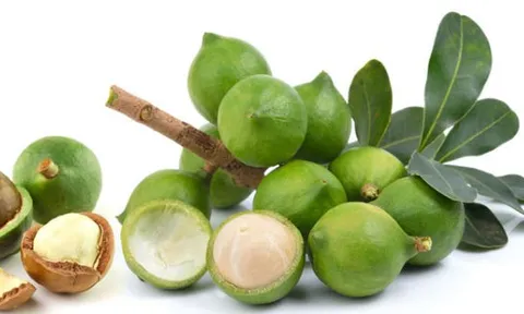 Bài báo: “Nghiên cứu một số thông số chính của máy bóc vỏ xanh quả Mắc Ca”