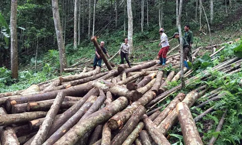 Kết quả nghiên cứu tính toán thiết kế,  chế tạo thiết bị sấy liên tục ván bóc gỗ rừng trồng công suất 10 m3/ngày