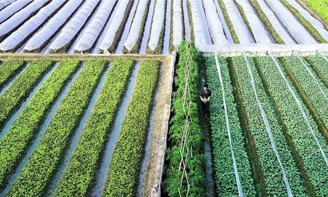 Dấu ấn nông thôn mới trong nhiệm kỳ Đại hội XIII: Nông nghiệp - “trụ đỡ” chiến lược của nền kinh tế