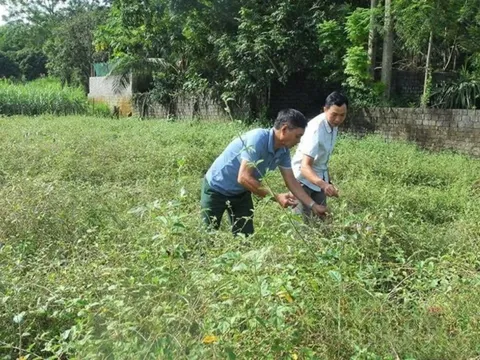 Thanh Hóa: Nâng tầm giá trị cây dược liệu, từ tiềm năng đến phát triển bền vững