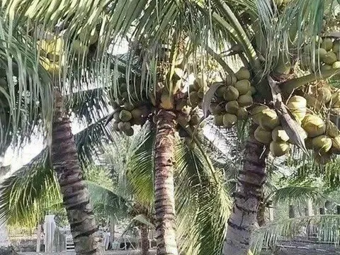 Sự trỗi dậy mạnh mẽ của ngành dừa Việt Nam
