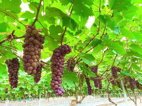 Phát triển sản phẩm OCOP từ vùng đất bãi