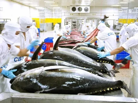 Gỡ khó xuất khẩu cá ngừ