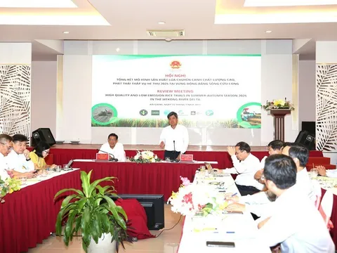 Đề án 1 triệu ha lúa chất lượng cao: Cuộc cách mạng nông nghiệp cho ĐBSCL