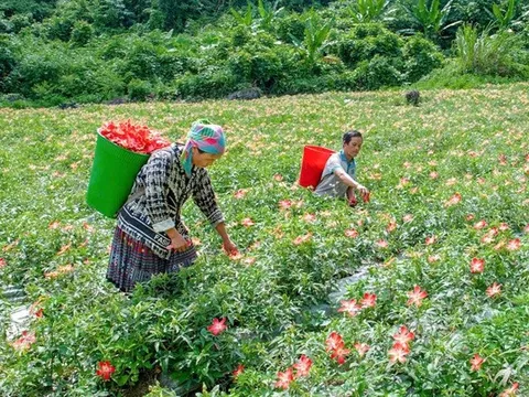 Phát triển cây dược liệu: Hướng đi bền vững cho kinh tế rừng Thái Nguyên