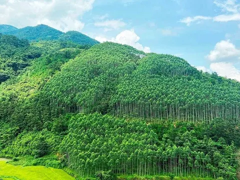 Nâng cao ý thức trồng cây xanh sau '1 tỷ cây xanh Việt Nam'