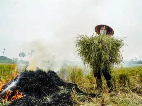 Bụi nông nghiệp và bệnh đường hô hấp ở cộng đồng nông thôn